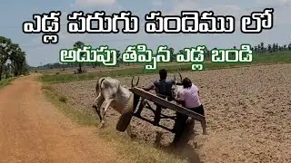 Alluru yadula pandalu 18-8-2024 ox race 21 Allur Nellore district