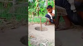 Fan Trap #pigeontrap #experiment #easytrap #creativetrap #birdtrap #animaltrap #boxtrap #popular