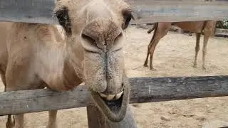 Camel moving lips.
