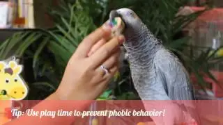 PARROT CARE DAILY ROUTINE AND TIPS | A day in the life of 3 parrots