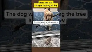 Pets Gone Wild - Funniest Dog & Cat Clips 🤣#cat #dogs #funnycat