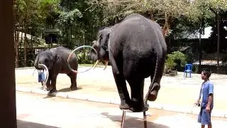 elephant stool