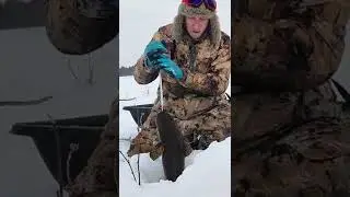 Самый красивый Налим в глухозимье!!!... #shorts