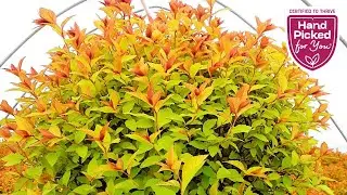 Spiraea Magic Carpet // Hardy, Tough, Resilient, Easy to Grow & Very Colorful Dwarf Shrub👍👏👌😉
