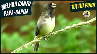 🐦 Uma Hora De Melhor Canto De Papa-Capim Tui Tui Puro | Sons Da Natureza 🎶