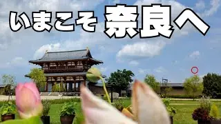 【奈良】奈良は行くからおもしろい❗歴史を感じる朱雀門の迫力✨#映えスポット #旅行 #絶景スポット #奈良観光 #パワースポット #歴史 #奈良県観光地 #せんとくん #史跡#平城京跡