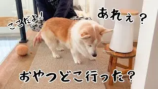 ガン見してるのに全くおやつに気付かないシニア犬が可愛い！笑【豆まき】