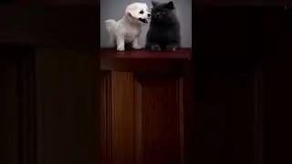 Boomer cat vs Zoomer cat 📰📱
