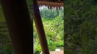 Ubud Rice terraces #bali #ubud #travel #viral #greens #nature #indonesia #island #exotic