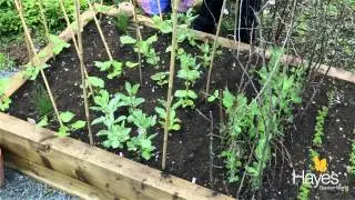 How to Support Growing Broad Beans