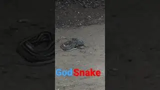 # God snakes #Kerala god snake