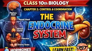 The Endocrine system || Hormones || CLASS 🔟th Biology || Chapter 2Control and Coordination#class10th
