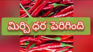 Guntur mirchi market rate today | 09-09-2024