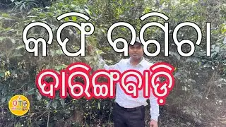 daringbadi coffee garden | कॉफी गार्डन daringbadi | #odiatechgyan 
