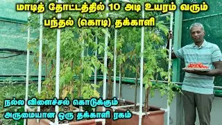 மாடித் தோட்டம் | கொடி தக்காளி அறுவடை. மாடித் தோட்டத்தில் 10 அடி உயரம் வரும் பந்தல் (கொடி) தக்காளி
