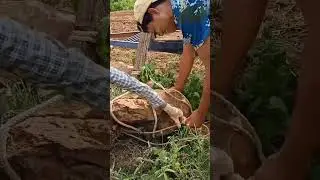 Lift up the big stone by simple technique