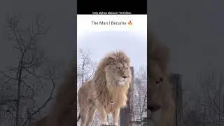 Every king was once a cub. It&rsquo;s the journey of trials, growth, and self-discovery