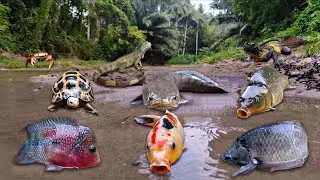 Wadidau! Finding Big Snakehead Fish in the River, Betta Fish, Gourami Fish, Koi Fish, Turtle, Iguana