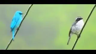 Verditer Flycatcher (M) & Grey Bushchat (M)