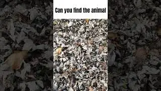 can you find the animal? #findtheobject #animalgame #funny #animalpuzzle #findtheanimals