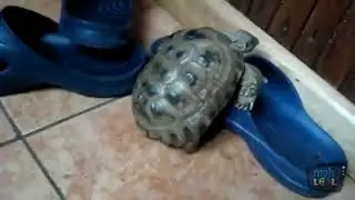 Ninja Turtles VS the Shoe Klan
