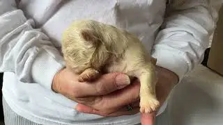 French Bulldog Puppy, Fluffy Male Platinum Lilac, Tan points, carries Isabella, No pied, No Brindle
