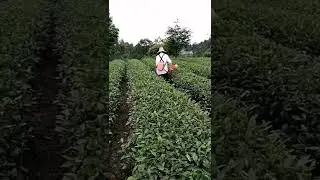 Waterproof Mini Tea Harvesting Machine for Kenya Tea Leaves #tea#tea harvester#tea picker #