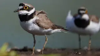 4K Wojna sieweczek! / Little ringed plovers' war! / Charadrius dubius