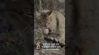 Top 5 HILARIOUS Animal Quotes That Will Make You Laugh Out Loud!