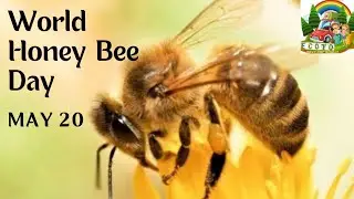 WORLD HONEY BEE DAY  ( MAY 20 ) ECOTO*