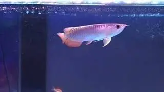 Pleco nocturnal catfish that so many newcomers to the fish keeping hobby will call algae eaters