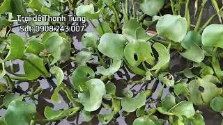Kỹ thuật nuôi cà cuống bằng mồi cá sặc đồng. Trại dế Thanh Tùng sđt. 0908243007