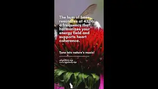 How the Hum of Bees Can Harmonize Your Energy! 🐝✨