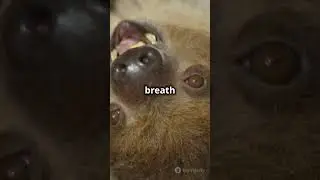 Sloths: The Underwater Champions #shorts
