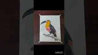 Brustro colour pencils review #shorts #viral #shortvideo #brustrocolourpencils