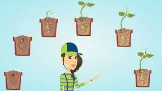 PARTS OF A PLANT - SEED, ROOT, STEM, LEAF, FLOWER, FRUIT - LEARN THE PLANT PARTS AND THEIR FUNCTIONS