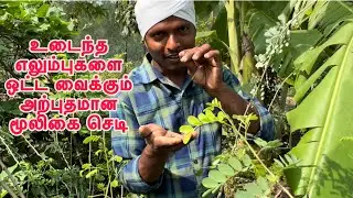 இயற்கை முறையில் எலும்புகளை ஒட்ட வைக்கும் அதிசய மூலிகை |எலும்பு ஒட்டி இலை| ealumbu otti ilai