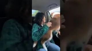 Dog Jumps Out of Car Window to Chase a Cat