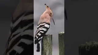 Hoopoe Sound   Eurasian Hoopoe #hoopoe #shorts