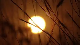 Sunrise with Grass | Time Lapse | Royalty Free HD Stock Video