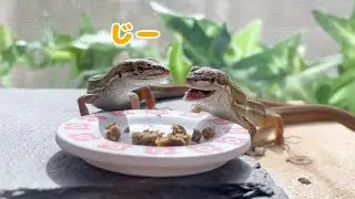 【爬虫類】どうしても隣の子のご飯が食べたいカナヘビがこちら