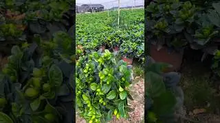 How to Grow Gardenia jasminoides | Full Care Guide 🌼#pruning #satisfying #farming #satisfying