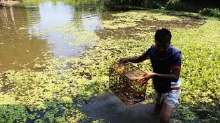 Guni Fishing Trap | Traditional Village Fishing System | FishingBD | Fishing Paradise