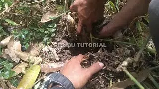 PANEN JAHE PUTIH UMUR 10 BULAN