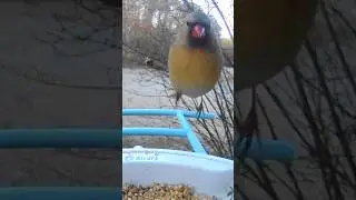 Female Northern Cardinal &mdash; Tag You&rsquo;re It, Feeder!  &mdash;  Natural Sounds Only