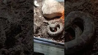 Pr&eacute;sentation esp&egrave;ce : Eryx conicus . Le boa des sables Indien .