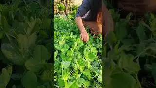 No need for pea shoots, strong branching ability, high yield, multiple harvests#Pea Shoots