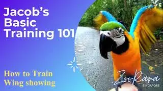Train your parrot tricks / How to train my parrot to show wing?