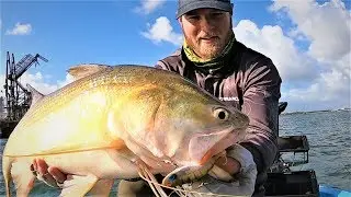 Brisbane River Threadfin Salmon