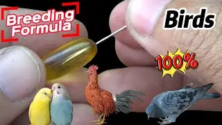 Parrot Breeding Ka Asaan Formula: Kamyaab Pairing aur Healthy Chicks ka Raaz!